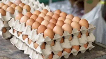 تراجع سعر كرتونة البيض في مصر إلى 144 جنيهًا وسط تحسن في العرض والطلب 1